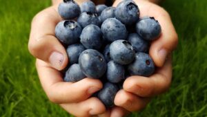Fresh blueberries – antioxidant-rich fruit for a healthy gut microbiome