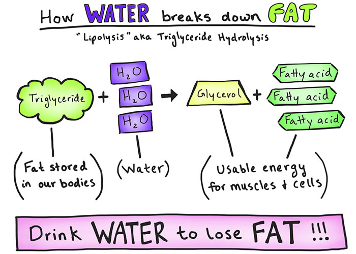 water breaks down fat
